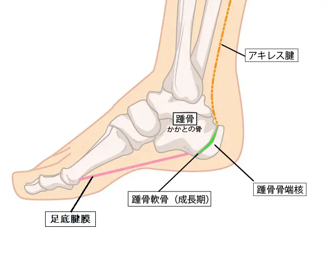 シーバー病が起こる原因について説明している写真