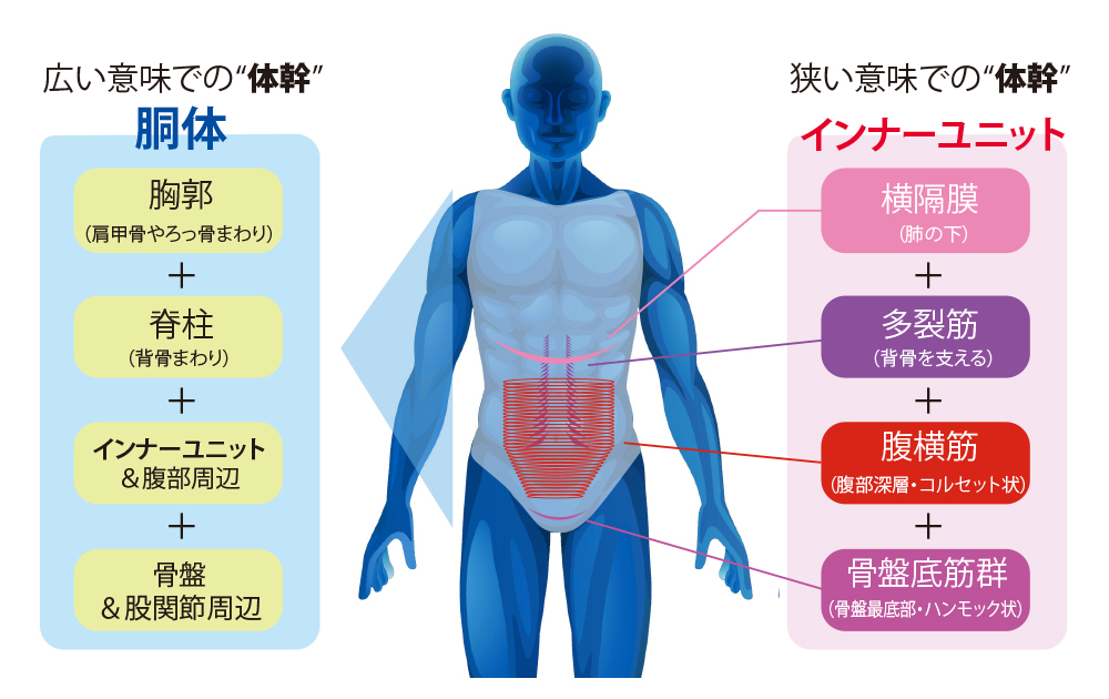 体幹について説明をしているイラストの写真。