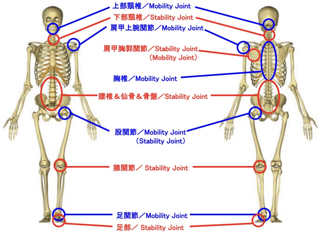 人の動きについて（ジョイントバイジョイント）説明をしている時の写真
